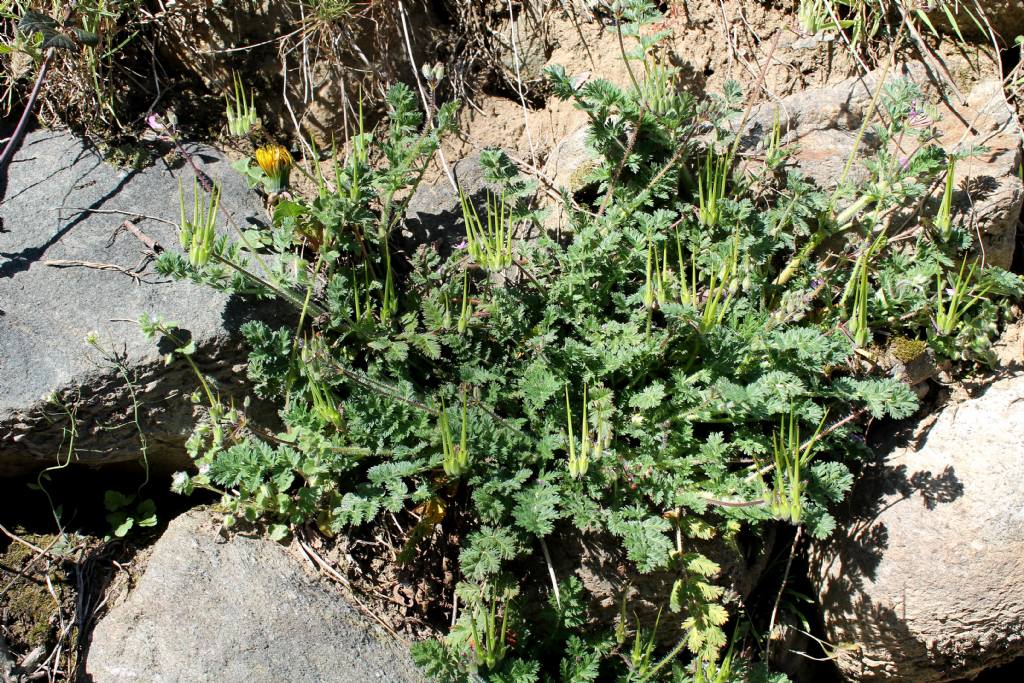 Erodium cicutarium